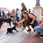 Concentraciones convocadas por entidades de protección animal y PACMA en la Plaza Mayor de Valladolid. -ICAL