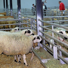 Varias ovejas churras expuestas en una edición anterior de la feria de Anche.-M. BRÁGIMO