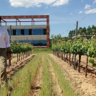 Antonio Díez, de la bodega Martín Berdugo muestra hoy orgulloso la planta que resurgió de las cenizas.-