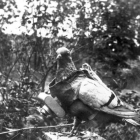 Imagen de una paloma utilizada para espiar.-Foto:   Bundesarchiv / Wikipedia