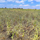 Campo de guisantes en una parcela de la localidad palentina de Antigüedad (Palencia) donde se observan los daños de esta campaña.-AGROPAL