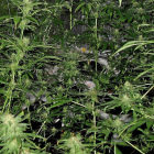 Foto genérica de plantas de marihuana.-EL MUNDO