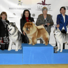 Uno de los podios caninos de los concursos celebrados en la edición de Fimascota del año anterior-Montse Álvarez