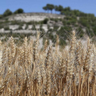 Campo de cereal antes de ser cosechado en la provincia de Palencia.-ICAL