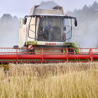 Una cosechadora recoge grano de un campo de cereal. PQC / CCO