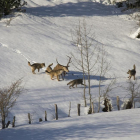 Manada de lobos en la nieve-ICAL