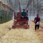 Campos de ensayo de azufre del Itagra en Palencia.-ICAL