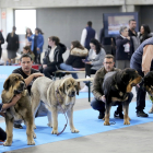 Fimascota acoge diferentes concursos y exhibiciones de mascota. En la imagen, varios dueños acicalando a sus perros. ICAL