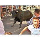 Un momento del encierro desarrollado ayer en Cuéllas, en el qeu solo tres toros llegaron al ruedo.-ICAL