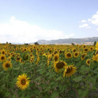 Plantación de girasoles en La Bureba.-G. G.