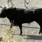Uno de los toros del encierro mixto de Torrelobatón-J.M. Lostau