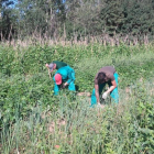 Varios agricultores recogen alubia roja de Ibeas en una de las parcelas habilitadas para el cultivo.-ASPANIAS