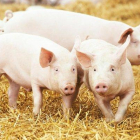 Cerdos en una granja.-