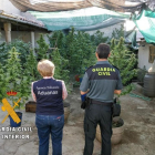 Imagen del punto de venta de marihuana desarticulado por la Guardia Civil en Gallegos de Argañán (Salamanca).-EUROPA PRESS