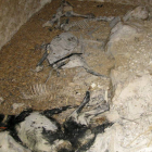 Animales encontrados en una bodega abandonada.-ICAL