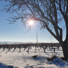 Imagen de viñedos nevados en la comarca de la Ribera, en Burgos. /  ECB