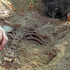 Excavación de una de las fosas llevada a cabo por la Asociación para la Recuperación de la Memoria Histórica.-ICAL