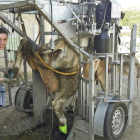 Iciar Fernández trabajando en una de las granjas recorta la pezuña a una de las vacas inmovilizada.-E.M.