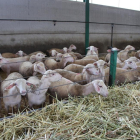 La enfermedad afecta a ovejas y cabras produciendo una reducción de la producción, además de otros síntomas.-m.c.