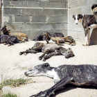 Algunos de los perros que se encuentran en las instalaciones de la protectora Scooby.-EL MUNDO