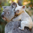 Una madre koala y su cría.-AFP (AFP)