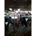 Granja de vacas frisonas en la provincia de Ávila.-E.M.