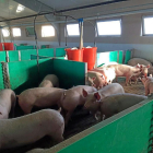 Animales en las instalaciones de la empresa Agropecuaria La Serrota con tres granjas en la provincia de Ávila.-E. M.