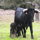 Una de las moruchas que ha sido inseminada y ha sido también ‘anidadora’ de un embrión con sus crías en la finca Castro-Enríquez de la Diputación de Salamanca.-ICAL