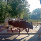 Un momento de la actividad de la trashumancia de los bueyes, recuperada en las fiestas de Tudela.-E. M.