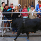 Quinto y último encierro de las fiestas de Cuéllar con toros de la ganadería Guadajira, de Badajoz-Ical