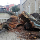 Operarios municipales proceden a talar el tronco del centenario 'Negrillón' de Boñar (León)-Ical
