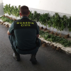 Marihuana incautada en la operación.-GUARDIA CIVIL