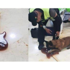 El instrumento era portado por una pasajera de nacionalidad mexicana y contenía 58 kilogramos de presunta cocaína.-SAT