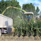 Dos operarios cosechan maíz en un cultivo de la localidad palentina de Monzón de Campos.-Brágimo