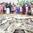 Residentes locales observan una montaña de cadáveres de cocodrilos en una granja de cria en Sorong, Indonesia.  /-STR