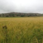 Campo de cereal en una finca de Valladolid.-E.M.