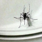 -MOSQUITO ALERT