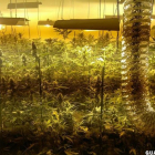 Plantación de marihuana incautada.-EUROPA PRESS