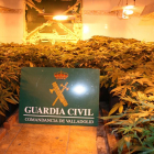 La Guardia Civil desmantela una plantación con laboratorio de marihuana en Santovenia de Pisuerga (Valladolid)-ICAL