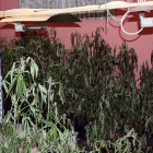 Incautadas en Arévalo (Ávila) 400 plantas de marihuana de una plantación ubicada en el interior de una vivienda.-ICAL