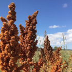 Cultivo de quinoa en un campo palentino.-ITAGRA