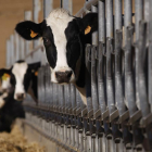 Varios animales en una explotación de vacuno de leche en la provincia de Salamanca-ENRIQUE CARRASCAL