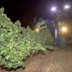 Recogida nocturna de la uva, en el término municipal de La Seca, de una de las bodegas acogidas a la DO Rueda durante la pasada vendimia.-PABLO REQUEJO