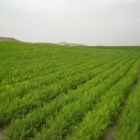 Campo de zanahorias en la zona segoviana del Carracillo.-E.M