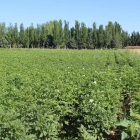 Campo de patata en la provincia de Valladolid.-M. C.