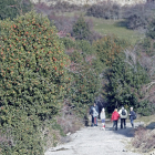 Un grupo de visitantes transita por uno de los caminos del Acebal de Garagüeta entre ejemplares de gran porte de este preciado  arbusto.  / LUIS ÁNGEL TEJEDOR.