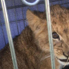 El león abandonado cerca de Utrecht, en Holanda.-APF