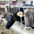 Vacas lecheras en Ventosa de San Pedro.-LUIS ÁNGEL TEJEDOR