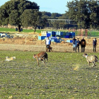 Una collera de galgos en octavos de final del Campeonato de España de Madrigal el pasado sábado.-LEONARDO DE LA FUENTE