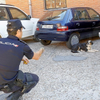 Uno de los miembros de la Unidad canina haciendo una demostración de búsqueda de explosivos.-J.M. LOSTAU